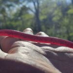 Test Run #28 | "5 Stick Bait Worms | Limited Edition